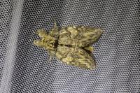 Peridea anceps