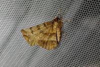 Selenia dentaria