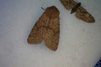 Orthosia cerasi