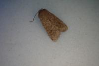 Orthosia cruda