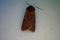 Cerastis rubricosa