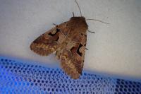 Orthosia gothica