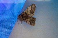 Drymonia ruficornis