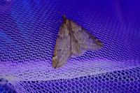 Alsophila aescularia