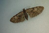 Eupithecia abbreviata