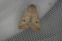Orthosia gracilis