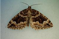 Lampropteryx suffumata