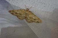 Ectropis crepuscularia