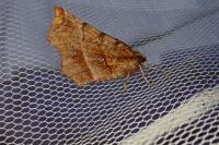 Selenia dentaria