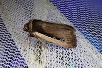 Ochropleura leucogaster