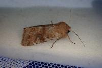 Orthosia incerta