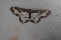 Lomaspilis marginata