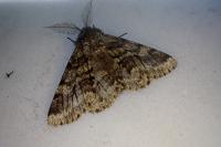 Lycia hirtaria