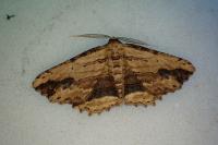 Menophra abruptaria