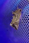 Autographa gamma