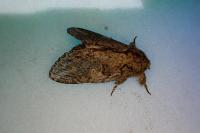 Peridea anceps