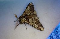 Biston strataria