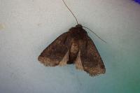 Conistra ligula