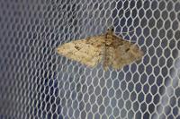 Gymnoscelis rufifasciata