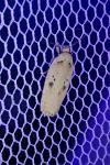 Agonopterix yeatiana