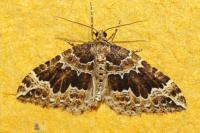 Lampropteryx suffumata