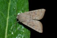 Orthosia gracilis