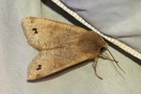 Anorthoa munda