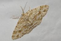 Ectropis crepuscularia