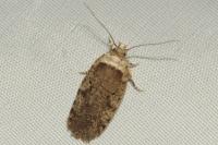 Agonopterix