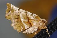 Selenia dentaria