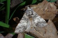 Drymonia ruficornis