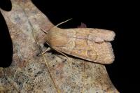 Orthosia miniosa