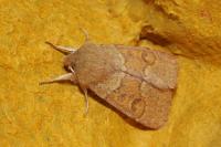Orthosia miniosa