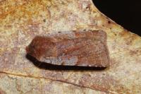 Cerastis rubricosa