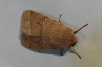 Orthosia cerasi