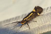Esperia sulphurella