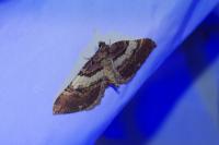 Earophila badiata