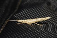Ypsolopha mucronella
