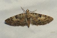 Eupithecia dodoneata