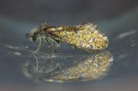 Dyseriocrania subpurpurella