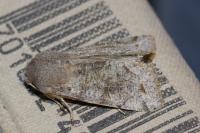 Orthosia incerta