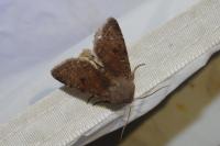 Orthosia incerta