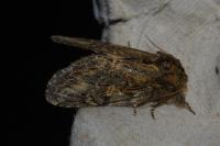 Peridea anceps
