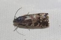 Pammene splendidulana