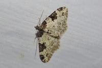 Xanthorhoe fluctuata