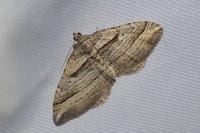 Costaconvexa polygrammata