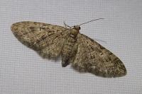Eupithecia abbreviata