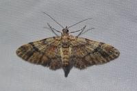 Gymnoscelis rufifasciata