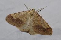 Phigaliohybernia marginaria