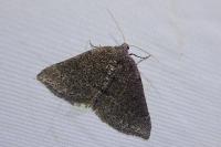 Aleucis distinctata